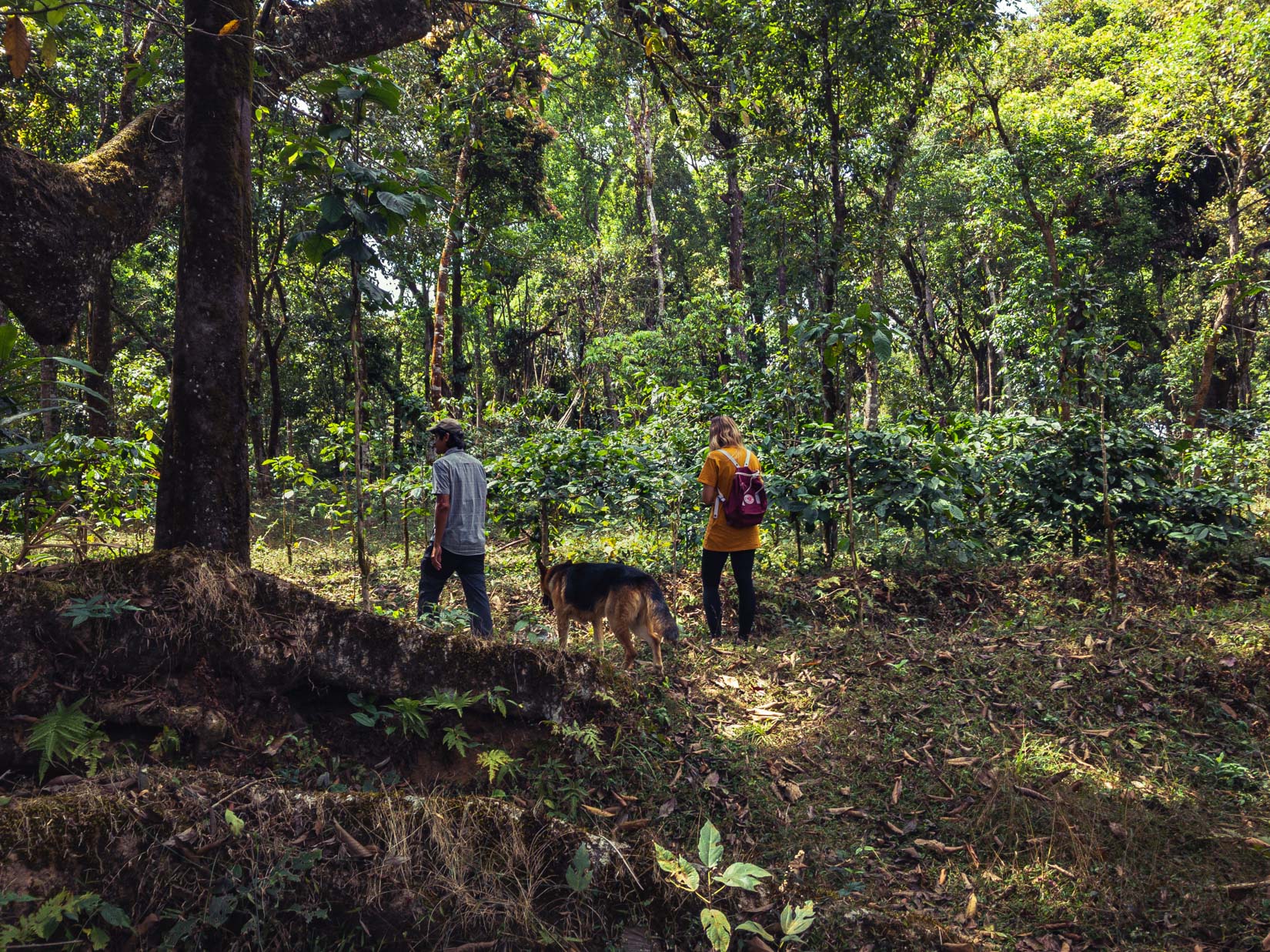 A spice, tea and coffee garden, a veritable paradise of biodiversity in the Western Ghats of Karnataka